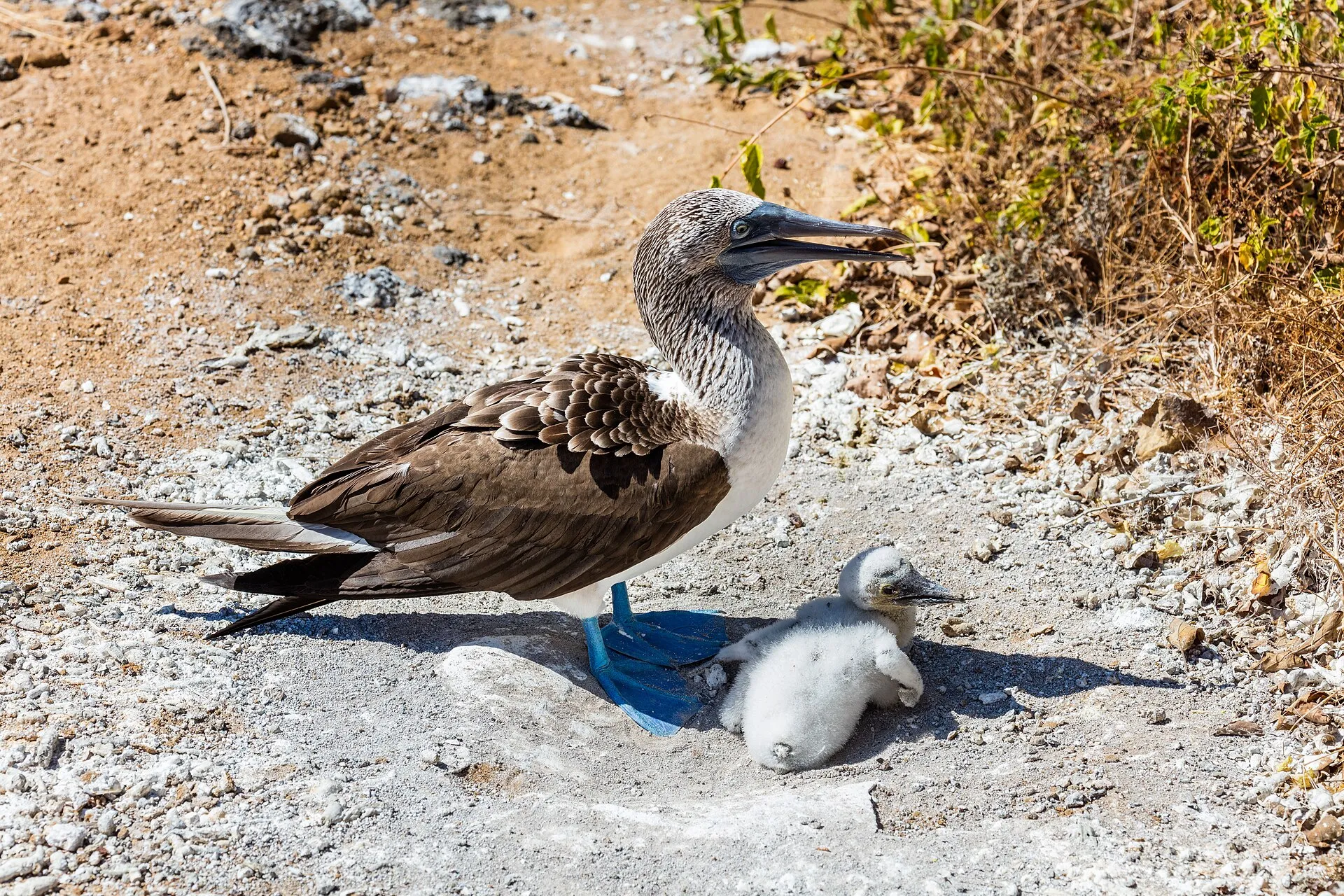 A blue-footed booby at Punta Pitt on San Cristóbal, Galápagos