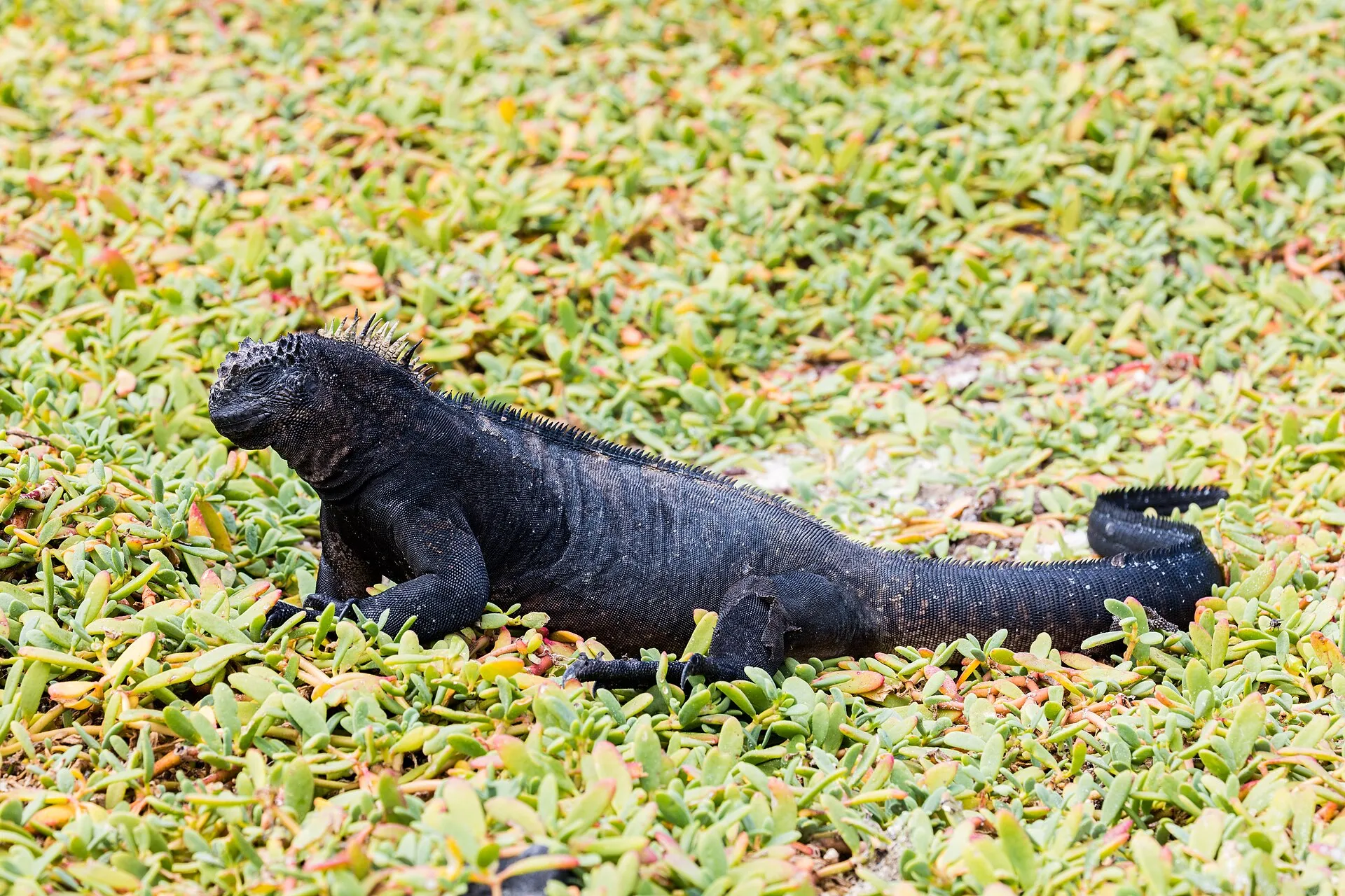 A marine iguana on the lava shore of Santa Cruz, Galápagos