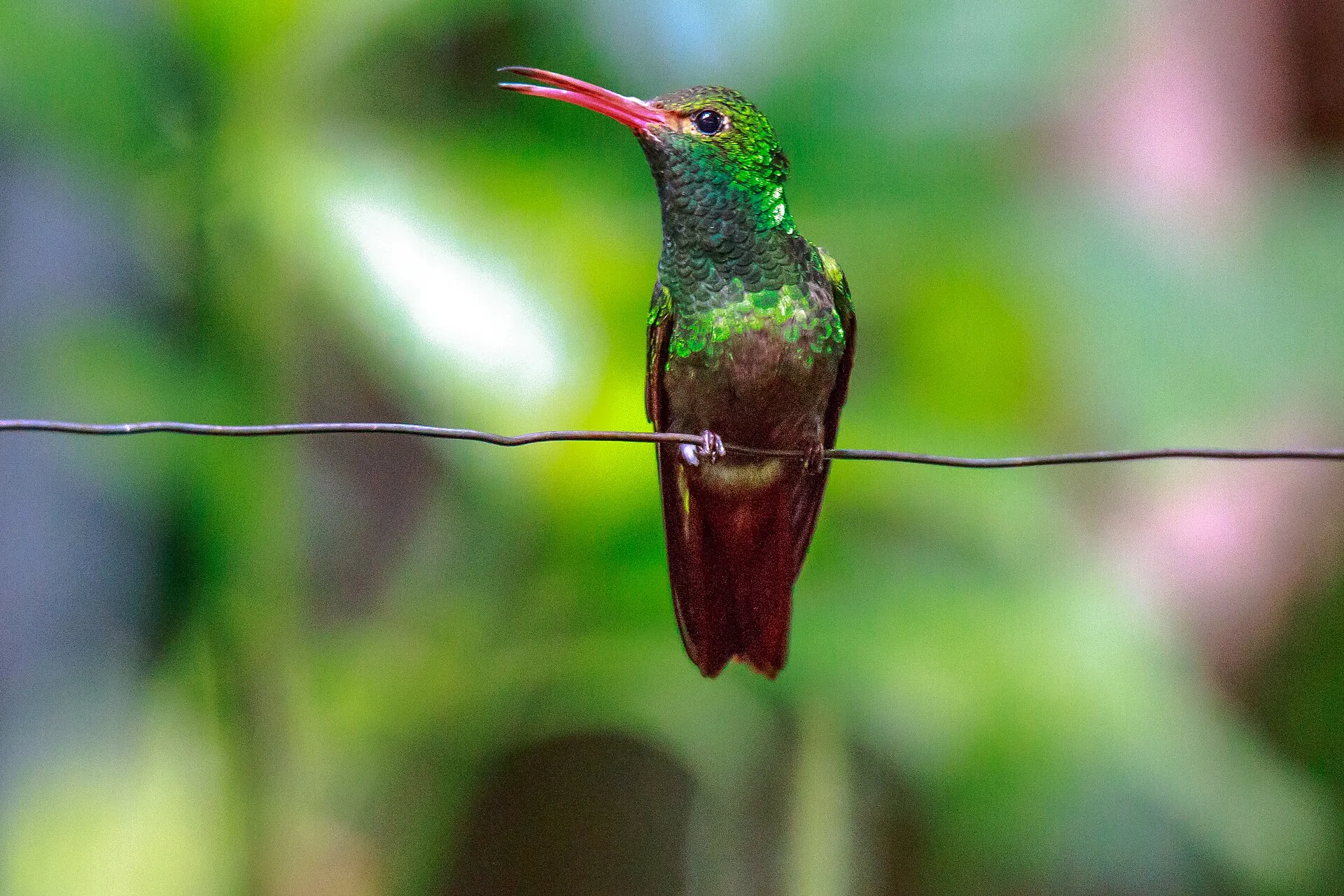 A rufous-tailed hummingbird in the Mindo cloud forest