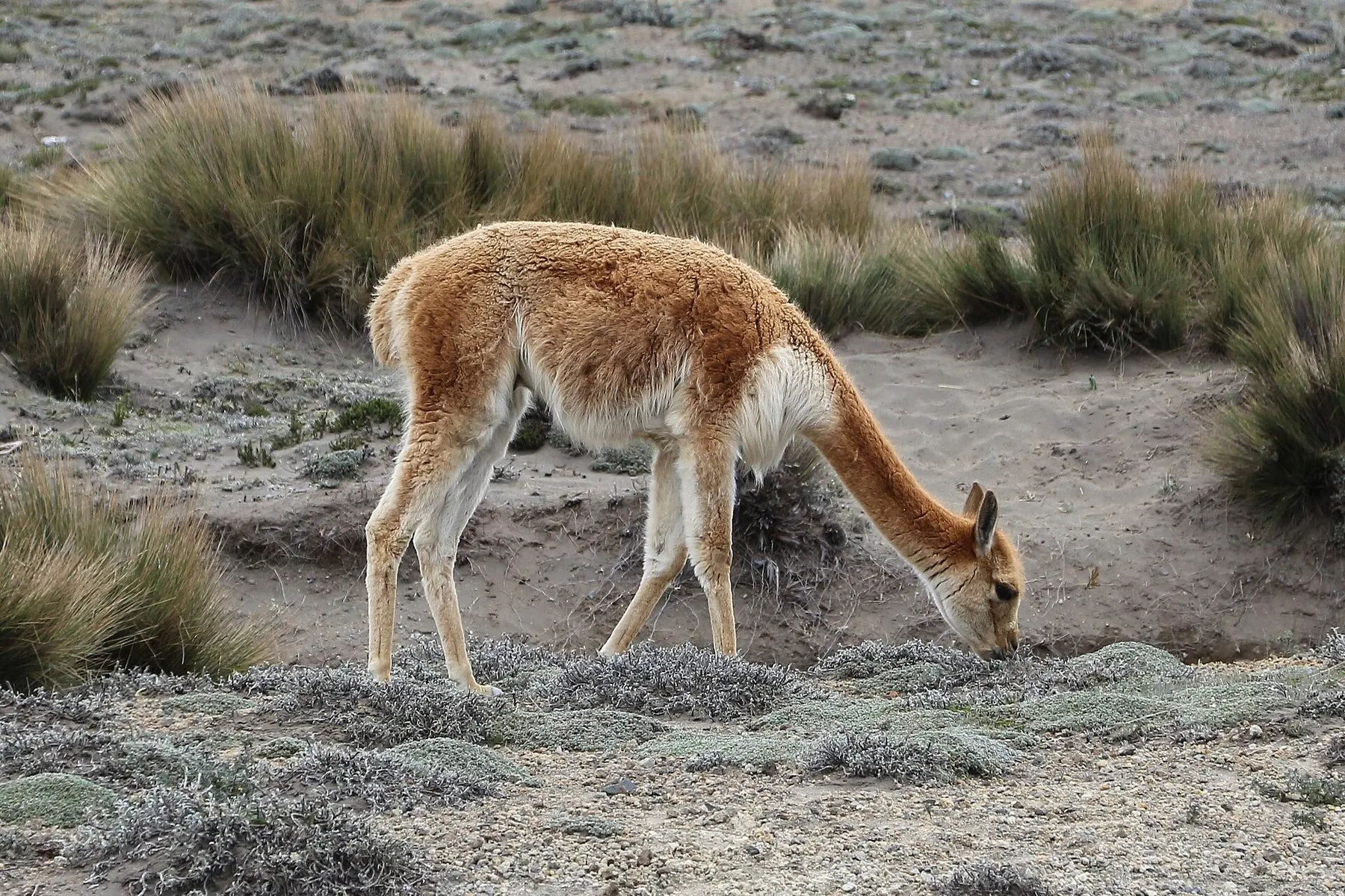 A vicuña in the Chimborazo wildlife reserve