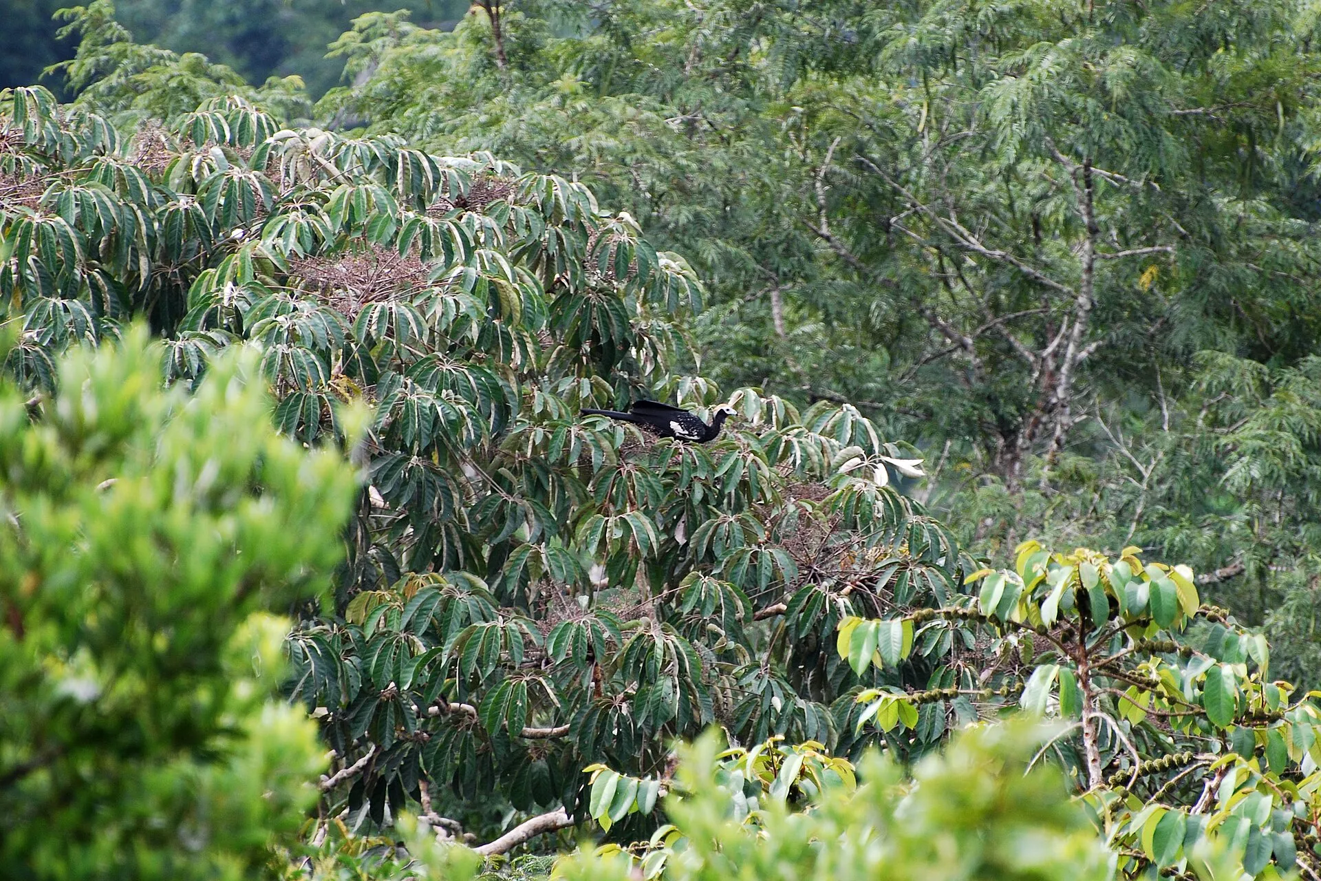 A blue-throated piping guan in Yasuní National Park